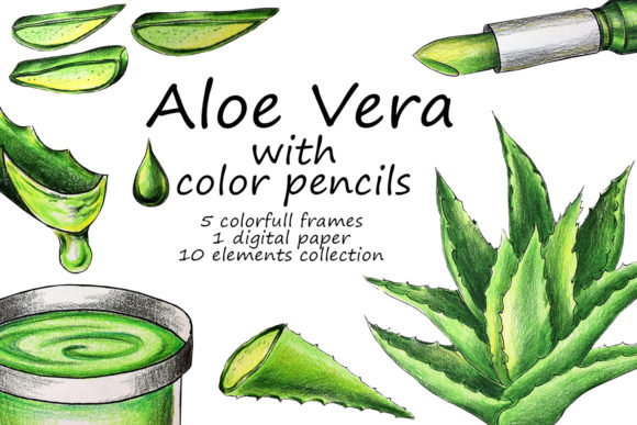 Aloe Vera with Colored Pencils Drawing: A Fresh, Artistic Resource for Your Projects